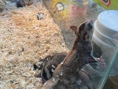 -青石桥花鸟鱼虫市场(叠翠城店)