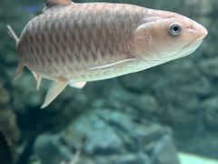 -上海海洋水族馆