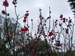 -桃花涧