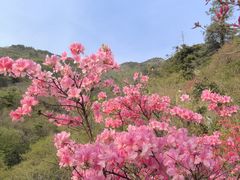 -木兰云雾山