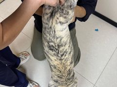 -瑞鹏宠物医院·眼科·皮肤·中兽医(大悦城分院)