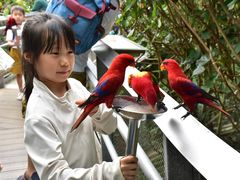 -新加坡飞禽公园