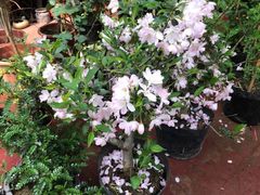 -秦美花卉(天朗·莱茵小城2期店)