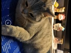 -纳吉亚猫专科动物诊疗中心(蒋宅口分院)