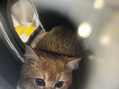 -艾吉宠物医院·疑难杂症转诊中心·猫友好(碧江路院)