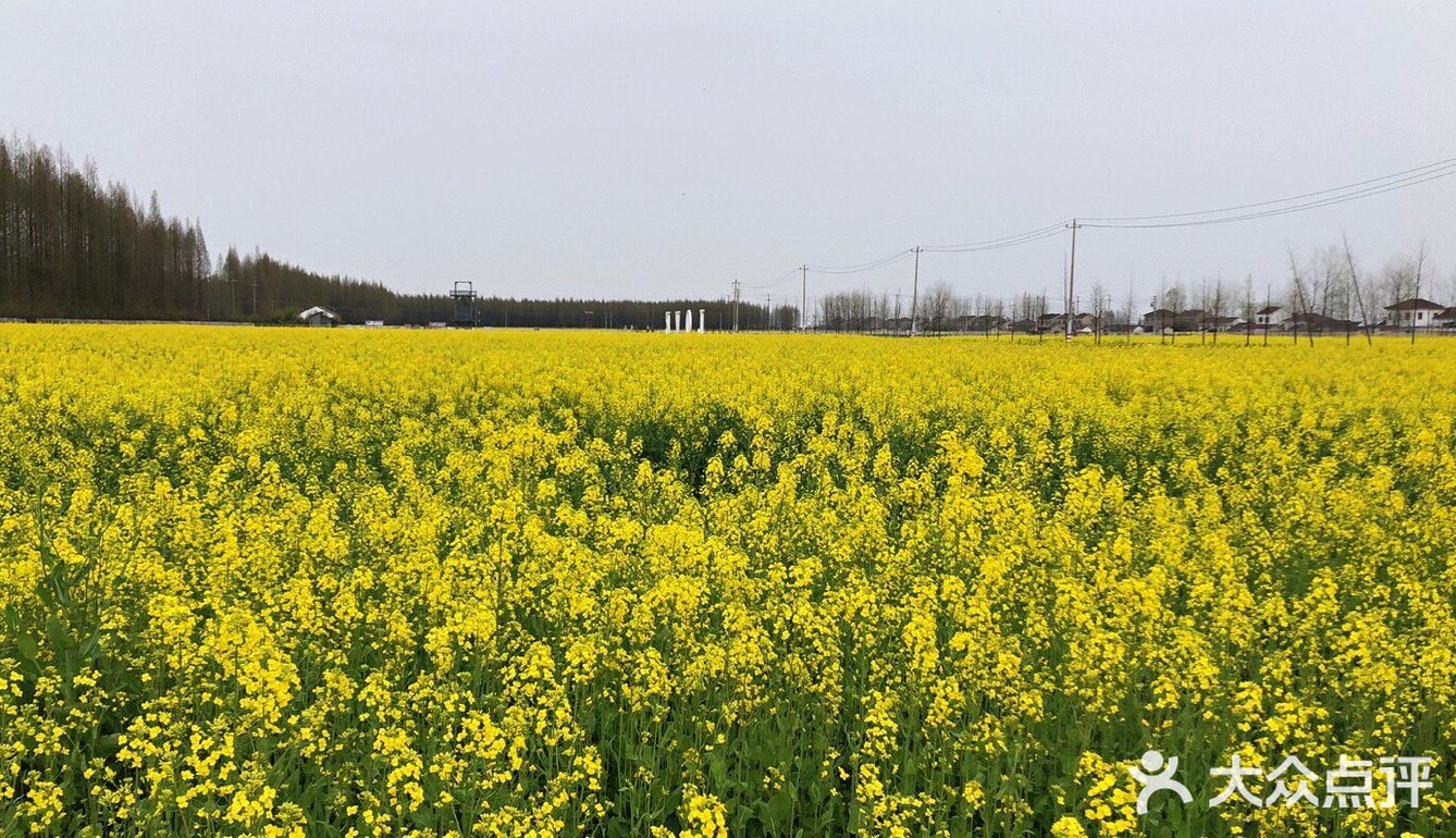 打卡龙袍油菜花田