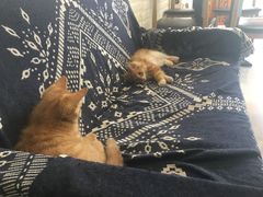 -平行世界·猫咖(首经贸店)