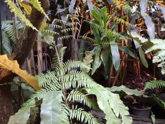 -Fern Forest Cafe