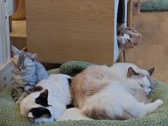 -有喵·猫咖·狗咖·30几只猫10只小狗(岗厦店)