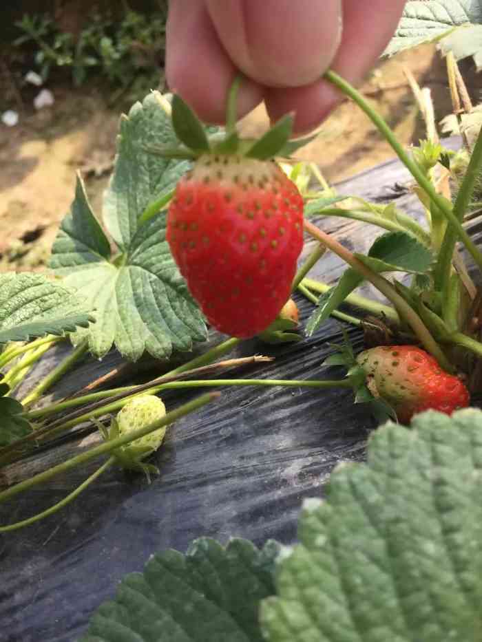 遇見莓好有機草莓採摘園-