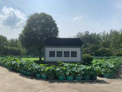 -陈家山荷花公园