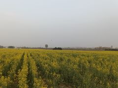 -汉长安城未央宫国家考古遗址公园