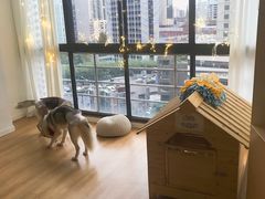 -Husky Go! 哈士奇体验馆·宠物咖啡厅狗咖