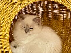 -猫咪派对(江南西店)