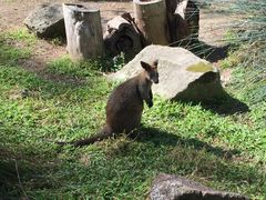 -可伦宾野生动物保护区