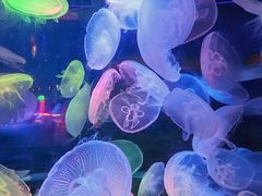 -太平洋海底世界