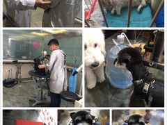 -暖阳宠物医院·犬猫康复中心·骨科