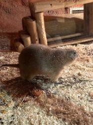 -酷嗒动物文化乐园(cutezoo西溪乐天城店)