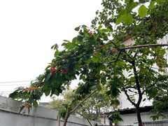-云里小坐·小院里·团建·宴请·下午茶(三圣乡店)