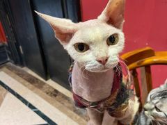 -猫色咖啡·猫咖