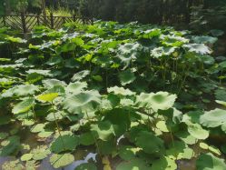 -莫奈庄园·儿童摄影馆·影视基地(江宁店)