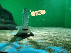 -上海海洋水族馆