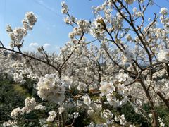 -樱桃山旅游景区