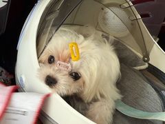 -瑞鹏宠物医院·骨科·猫科·内科(第一中心)