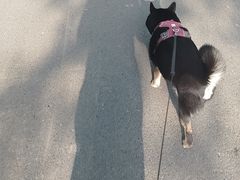 -美联众合动物医院·24h转诊中心