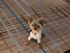 -上海龙之梦万丽酒店