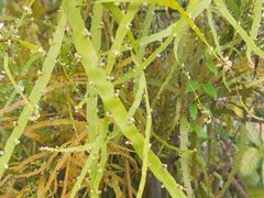 -广州神农草堂中医药博物馆