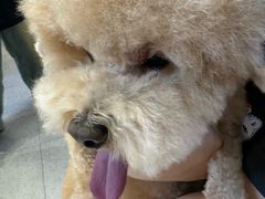 -FAELING PETS美天灵宠物(富力广场店)