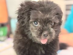 -pd派德宠物中心医院24H急重症·眼科中心·血液透析中心(嵩山北路店)