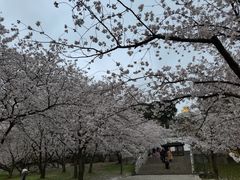 -苏州上方山国家森林公园