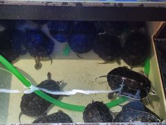 -农汤老店(顺联公园里店)