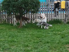 -趣玩宠物乐园寄养训犬训狗游泳池