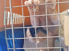 -十年猫舍·猫咪专门店(普陀店)