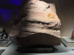-中国地质博物馆