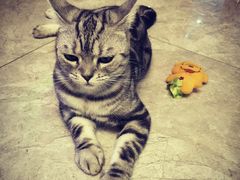 -有猫儿腻咖啡厅.猫咖