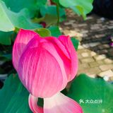 娇艳欲滴の夏日鲜花打卡地🌹