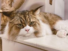 -More Fun猫咖 二十只万元加菲主题