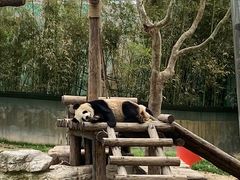 -上海野生动物园