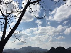 -桑洲油菜花景区