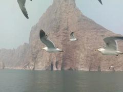 景点-长岛万鸟岛