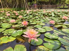 -中国科学院西双版纳热带植物园