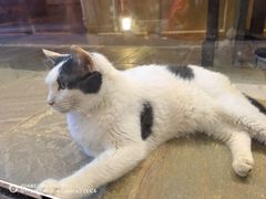 -猫咪博物馆(顶澳仔猫街店)