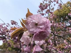 -高东镇樱花园