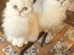 -猫猫幼稚园·撸猫·桌游·电玩