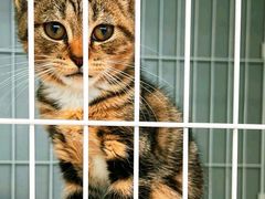 -翊宠yipet猫狗购宠庄园犬舍•猫舍