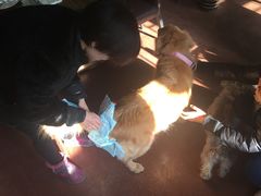 -百好乐宠物友好餐厅(朝外大街店)